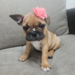 Sandy - Tricolors female French Bulldog puppy in Leola, Pennsylvania from Edna's Homegrown Frenchies
