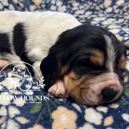 Ringo - Black white and brown male Basset Hound puppy in Richmond, Kentucky from Walters Hollow Hounds