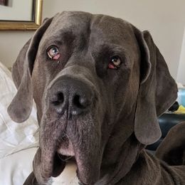 BODHI - Great Dane