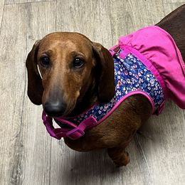 Sierra - Dachshund