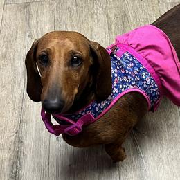Sierra - Dachshund
