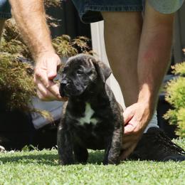 Orange Collar - Tiger female Perro de Presa Canario puppy in Pocahontas, Illinois from Cabeza Grande Kennel
