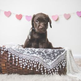 Labrador Retriever Puppies from Lorlyn Labradors