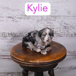 Kylie - Blue merle female Assorted Doodle Crosses puppy in Calhoun, Georgia from Happy Top Doodles
