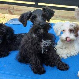 Schnoodle puppies from Kaleidoscope Kennels