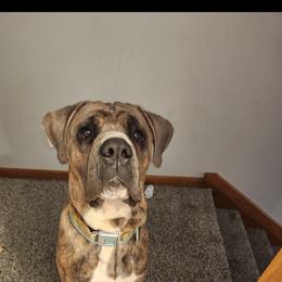 Cane Corso All Grown Up from Hillside corsos