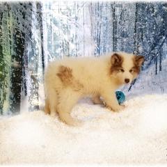 Native American Indian Dog Puppies from Night Eyes NAIDs