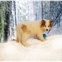 Native American Indian Dog Puppies from Night Eyes NAIDs