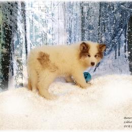 Native American Indian Dog Puppies from Night Eyes NAIDs