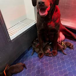 Girl 2 - Chocolate female Labrador Retriever puppy in Wyocena, Wisconsin from Da-Koda High Kennels
