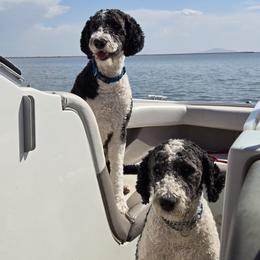 Sheepadoodle All Grown Up from My Sheepadoodle