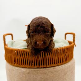 Everest - Chocolate male Goldendoodle puppy in North Carolina from Tuxedo Mountain Doodles