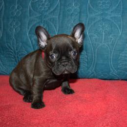 Lucy - Brindle female French Bulldog puppy in Salem, Alabama from Millander Bullies  French Bulldogs
