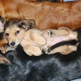 Dachshunds from Mini Dachshunds of Northeast Arkansas