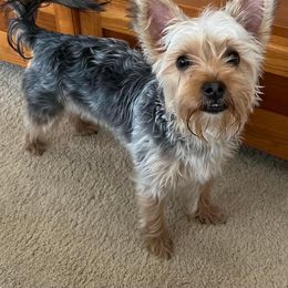 Assorted Doodle Crosses, Double Doodle, Maltipoo, Morkie, and Yorkipoo Puppies from Danza Bolo
