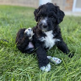 Bernedoodle Puppies from Doggy Darlins