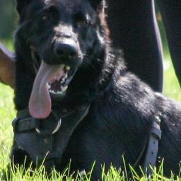 German Shepherds from Chloe Tascoff