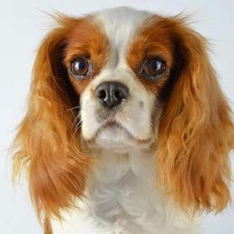 Melody - Cavalier King Charles Spaniel