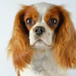 Melody - Cavalier King Charles Spaniel