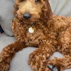 Irish Doodle Puppies from Morningside Doodles