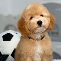 Zion - Apricot male Goldendoodle puppy in Yuciapa, California from AlltheDoodlez_