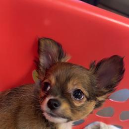 Chihuahua Puppies from Dog Bones N Harmony