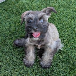 Voodoo - Salt and pepper male Miniature Schnauzer puppy in Glendale, Arizona from Pipes of Gizzie’s Swamp