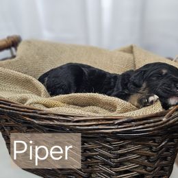 Piper - Black female Saint Berdoodle puppy in Battle Ground, Washington from Mad Hatter Farms Saint Berdoodles