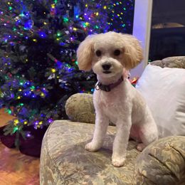 Goldendoodle, Maltese, Maltipoo, and Poodle All Grown Up from Dream Paws Puppies, LLC