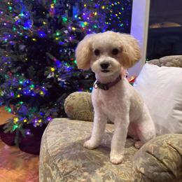 Goldendoodle, Maltese, Maltipoo, and Poodle All Grown Up from Dream Paws Puppies, LLC