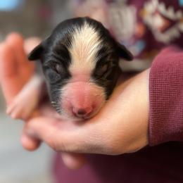 Dale - Black tri male Miniature Australian Shepherd puppy in North Lakeport, California from Wild Rose Ranch
