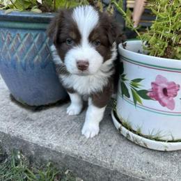 Boy 1 - male Australian Shepherd puppy in Eugene, Oregon from Sadie Blue's Willamette Valley Aussies