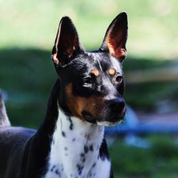 Earlie - Rat Terrier