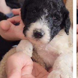 Goldendoodle and Poodle Puppies from Elizabeth Rocha's Doodles