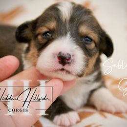 Sable Fluff Girl - Tail - Sable female Pembroke Welsh Corgi puppy in Locust Grove, Oklahoma from Hidden Hillsides Corgis