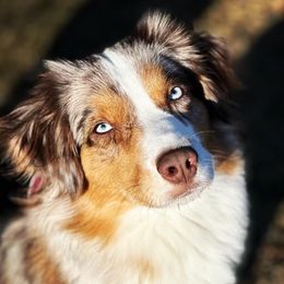 Lena - Australian Shepherd
