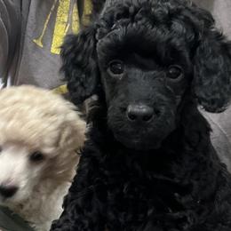 Kerry Blue Terriers and Poodles from Nipigon Miniature Poodles