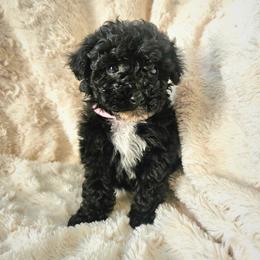 Moonlight  (3000) - Black female Poodle puppy in Salt Lake City, Utah from Premier Paws