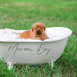 Labrador Retriever Puppies from Southpaw Labrador Retrievers