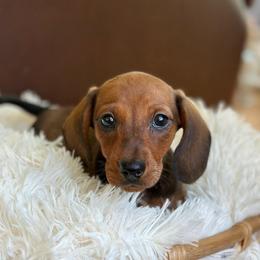 Aramis - Red male Dachshund puppy in Crystal, Michigan from Mare-Bella Smoothcoat Edition