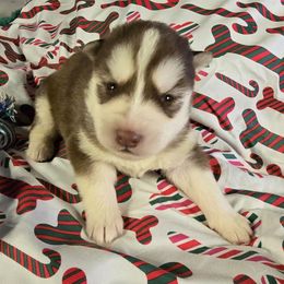 Nicholas - Red and white male Siberian Husky puppy in Kansas City, Missouri from Anuun's Huskies