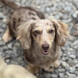 Jade - Dachshund