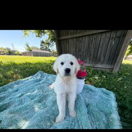 Golden Retriever puppies from Paris Golden Puppies