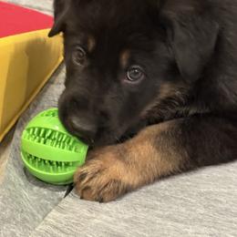 Boy 5 - Bi-color male German Shepherd puppy in Murrieta, California from Von Plateau