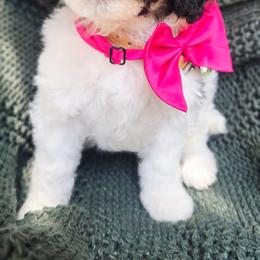 Pink - Black tri-color female Aussiedoodle puppy in Georgetown, California from Foothill Aussies