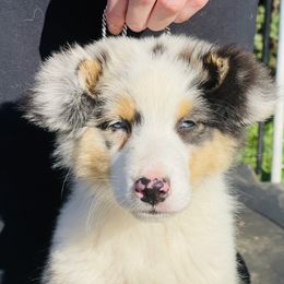 Australian Shepherd All Grown Up from Drayton Australian Shepherds