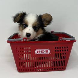 Sherbet (fluffy) - Black and tan male Pembroke Welsh Corgi puppy in Waco, Texas from The Comma Corgis
