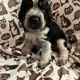 English Springer Spaniel Puppies from Kaveman Springers