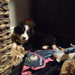Bernedoodle and Bernese Mountain Dog Puppies from Faith and Family Farm