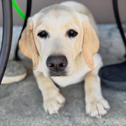 Purple Collar - Yellow female Labrador Retriever puppy in Somerset, California from Cantina Labs and Cavs